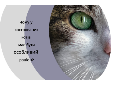 Почему кастрированным котам нужен особый рацион?