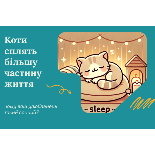 Кошки спят большую часть жизни: раскрываем секрет сонливости пушистых любимцев 