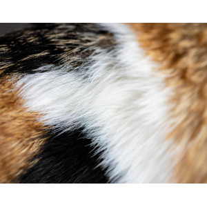 Весняна линька: як допомогти тварині, а не нашкодити