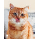 Hill's PD Feline K/D сухой корм с лососем для котов с заболеваниями почек, 400 гр - фото 3