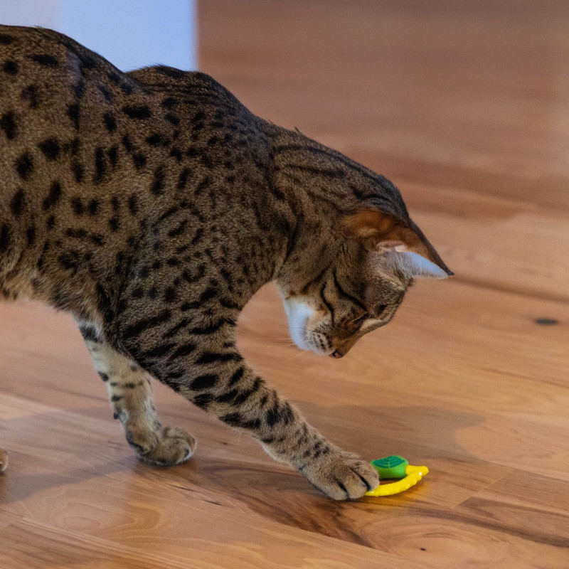 Catstages Lemon Teether игрушка для котов - фото 2