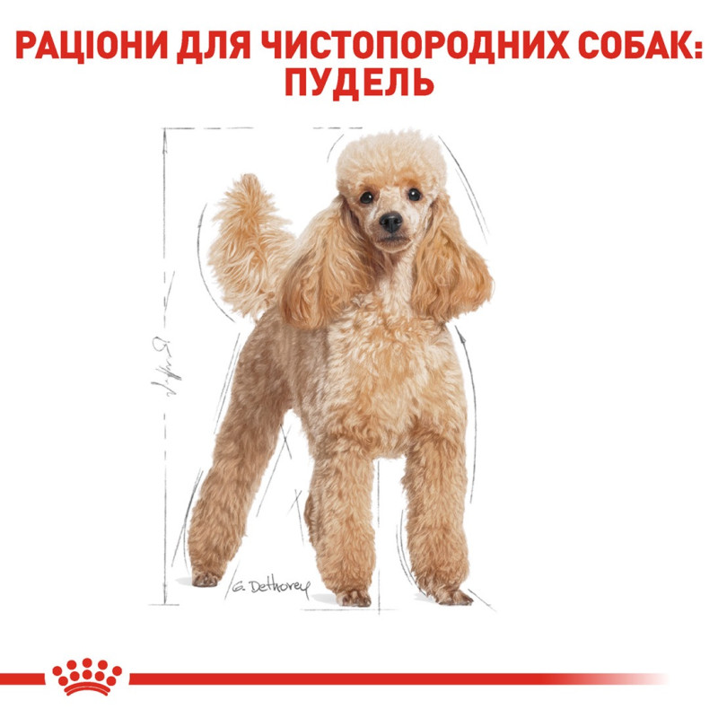Royal Canin Poodle Adult сухой корм для собак породы пудель, 1.5 кг - фото 3