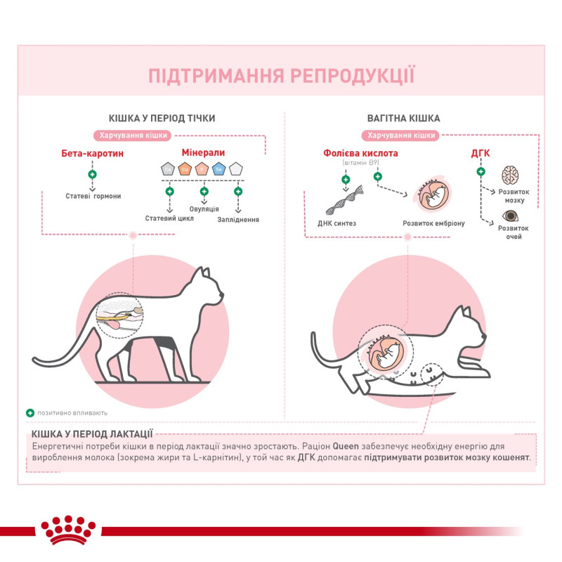 Royal Canin Queen сухой корм для беременных кошек, 4 кг - фото 2