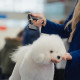 Tauro Pro Line Professional Pet Grooming беспроводной фен для сушки шерсти собак и котов - фото 2