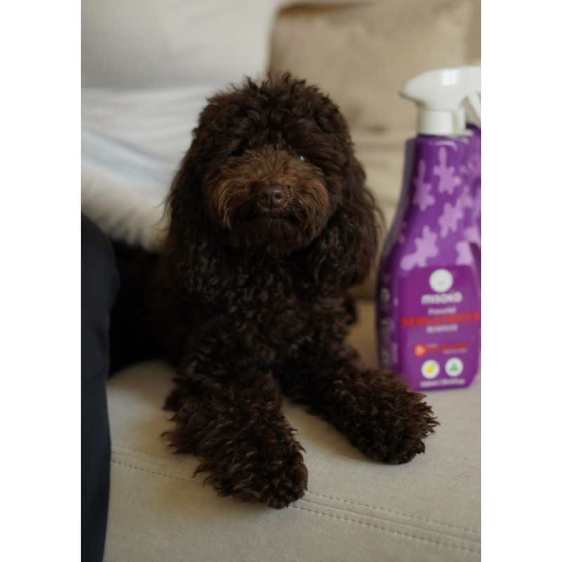 Misoko Stain & Odor Remover Lavender спрей проти плям та запахів від собак з лавандою, 750 мл - фото 5
