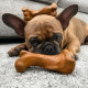 Nylabone Strong Chew Rubber Bone Beef With Gravy игрушка для собак со вкусом говядины, 16 см - фото 3