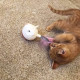 Outward Hound Nina Ottosson Hunt `N Swat Treat Tumbler интерактивная игрушка для котов - фото 3