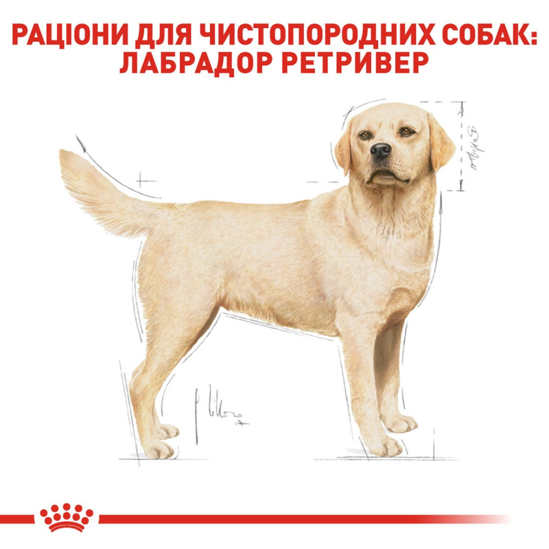 Royal Canin Labrador Retriever Adult сухой корм для собак породы лабрадор 12 кг - фото 3