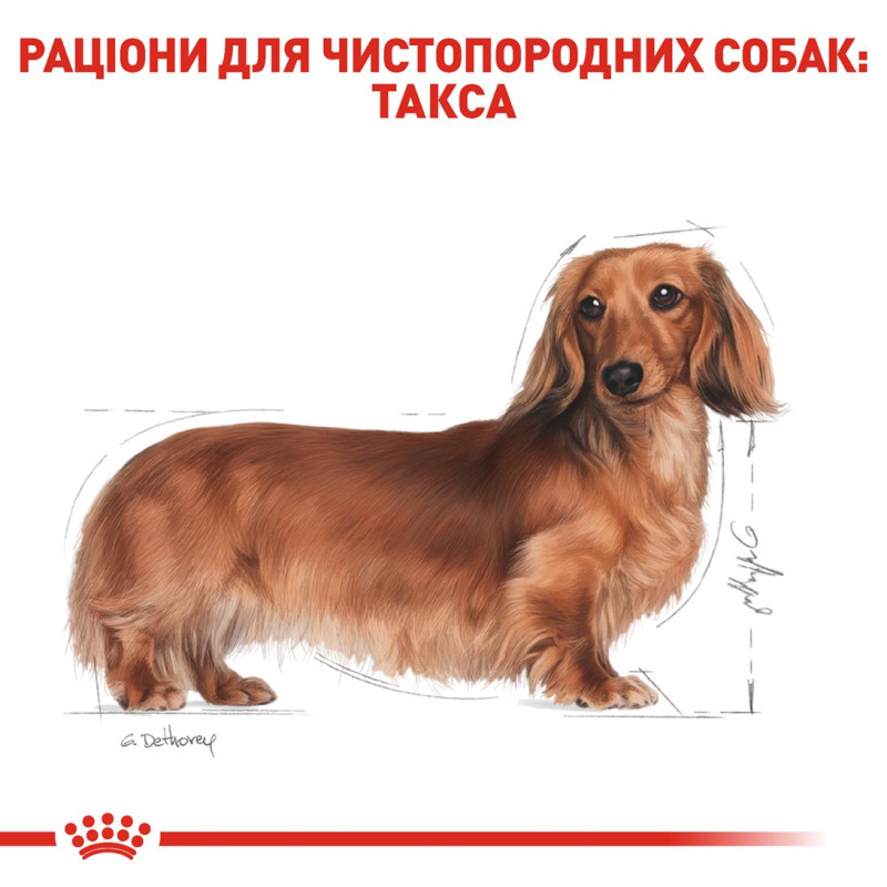 Royal Canin Dachshund Adult сухой корм для собак породы такса 1.5 кг - фото 3