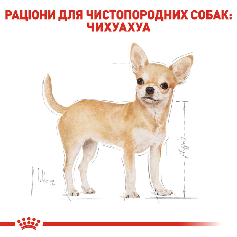 Royal Canin Chihuahua Adult сухой корм для собак породы чихуахуа 0.5 кг - фото 3