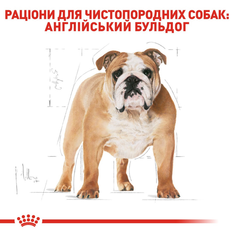 Royal Canin Bulldog Adult сухий корм для собак породи бульдог 3 кг - фото 3