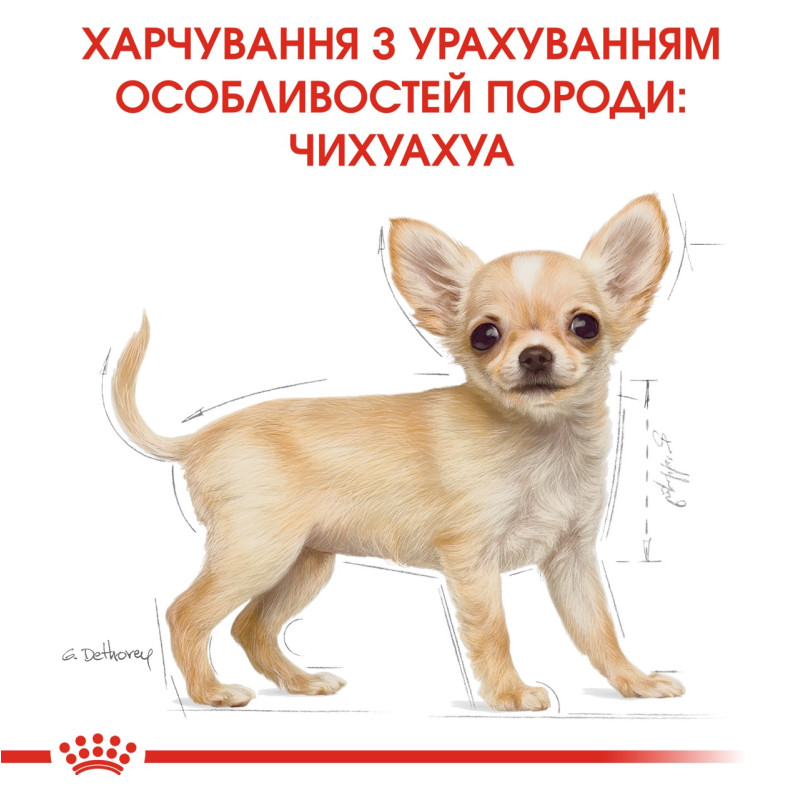 Royal Canin Chihuahua Puppy сухий корм для цуценят породи чіхуахуа 0.5 кг - фото 6