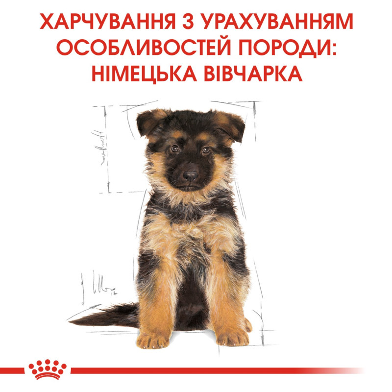 Royal Canin German Shepherd Puppy сухой корм для щенят породы немецкая овчарка 12 кг - фото 6