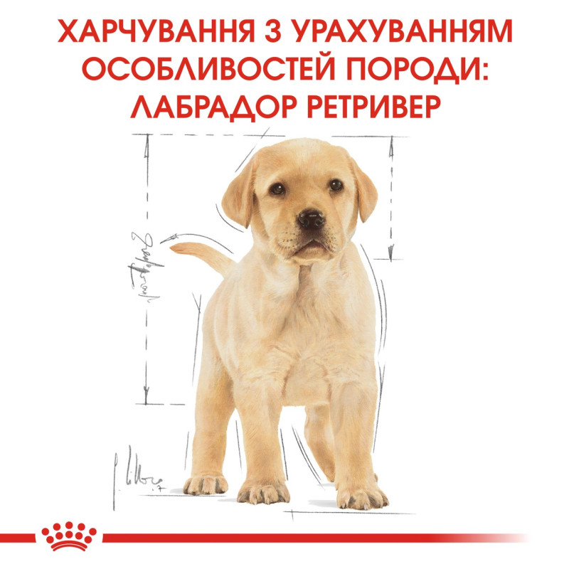 Royal Canin Labrador Retriver Puppy сухой корм для щенят породы лабрадор 3 кг - фото 6