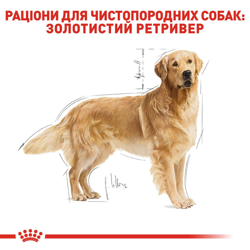 Royal Canin Golden Retriever Adult сухой корм для собак породы голден ретривер 12 кг - фото 3