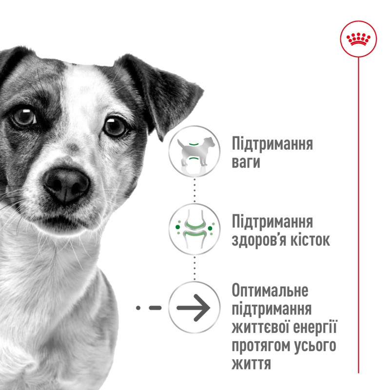 Royal Canin Mini Ageing 12+ сухой корм для пожилых собак мелких пород 0.8 кг - фото 2