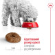Royal Canin Mini Ageing 12+ сухий корм для літніх собак дрібних порід 0.8 кг - фото 4