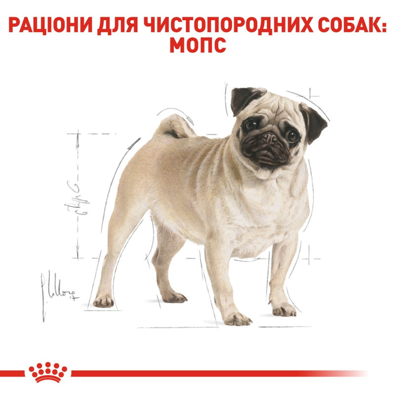 Royal Canin Pug Adult сухой корм для собак породы мопс 3 кг - фото 3