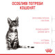 Royal Canin Kitten Sterilised сухой корм для стерилизованных котят 400 гр - фото 4