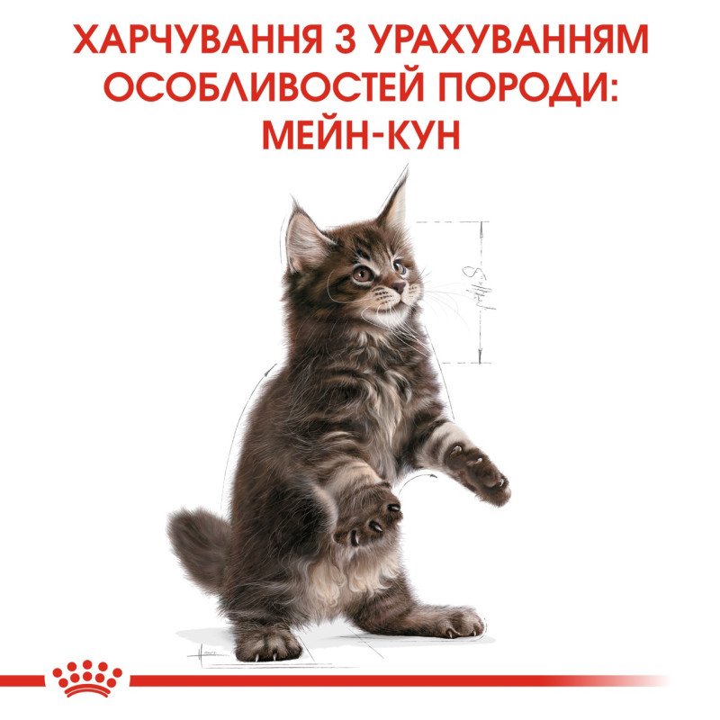 Royal Canin Maine Coon Kitten сухой корм для котят породы мейн-кун 2 кг - фото 6