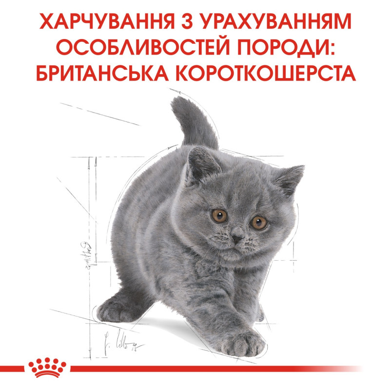 Royal Canin British Shorthair Kitten сухой корм для котят породы британец 400 гр - фото 6