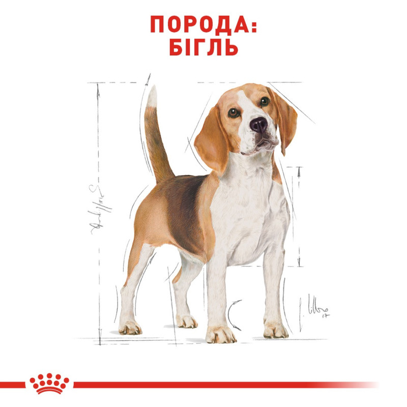 Royal Canin Beagle Adult сухой корм для собак породы бигль 3 кг - фото 2