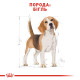 Royal Canin Beagle Adult сухой корм для собак породы бигль 3 кг - фото 2