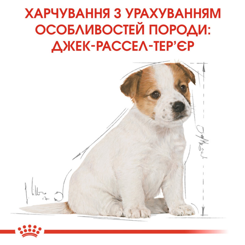 Royal Canin Jack Russell Terrier Puppy сухий корм для цуценят породи джек рассел 1.5 кг - фото 6