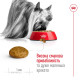 Royal Canin X-Small Adult 8+ сухой корм для пожилых собак мелких пород 3 кг - фото 4