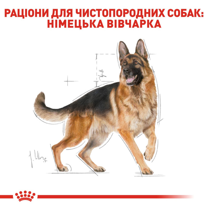 Royal Canin German Shepherd Adult сухой корм для собак породы немецкая овчарка 11 кг - фото 2