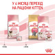 Royal Canin Babycat сухой корм для котят до 4-х месяцев 10 кг - фото 7