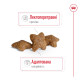 Royal Canin Mini Adult сухой корм для собак мелких пород 0.8 кг - фото 3