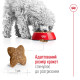 Royal Canin Mini Adult сухой корм для собак мелких пород 4 кг - фото 4