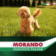 Morando Tradizioni Mini сухой корм с курицей для собак малых пород, 1.5 кг - фото 6